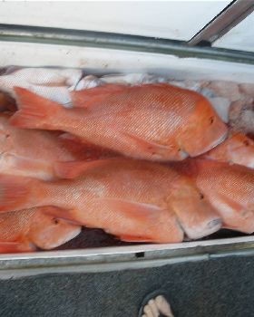 nice reds gnaraloo wa 