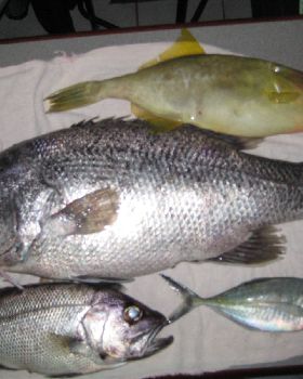 catch of the day 13k dhue wa