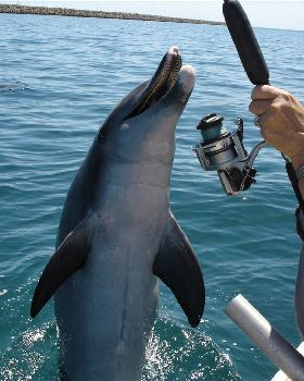 Friendly dolphin