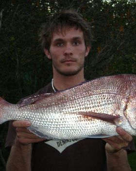 first snapper speared 73cm 4kg