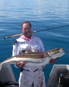 mabo's baby cobia on fly.