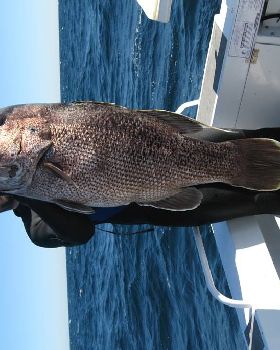 22kg dhu off rotto