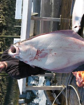140lb halabat off Alaska