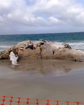 Yummy Whale