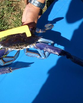 Crabing in Mandurah