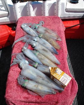 Good Squid 