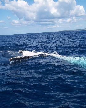 whales of morton