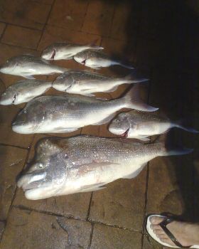 holy snapper
