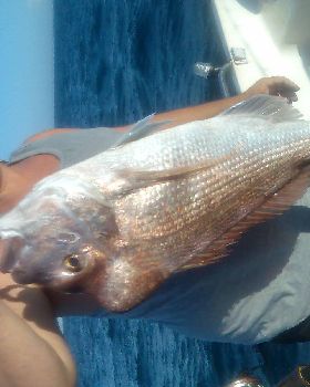 24 snapper southport