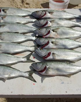 lots of 50cm tailor in 1 night