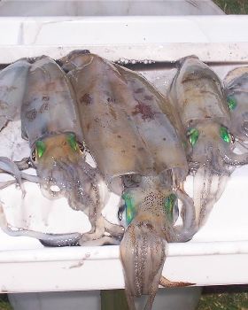 squid "  dad in the middle
