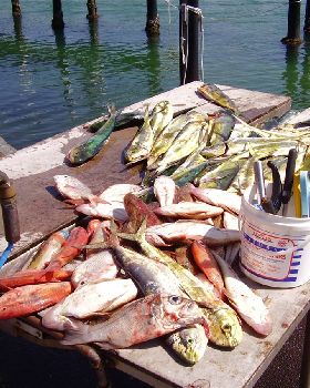 Great mornings catch