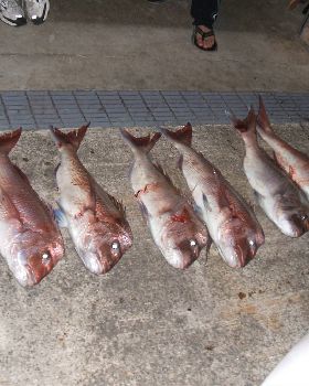snapper 