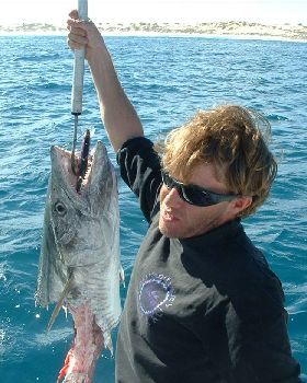 sharked