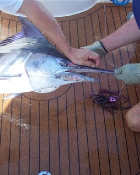 Black Marlin QLD