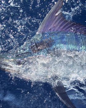 Black Marlin QLD