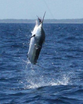Black Marlin 