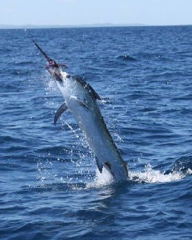 Black Marlin 