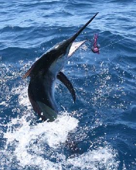 Black Marlin 
