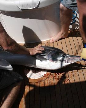 Black Marlin 