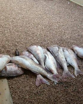 19.5kg snapper caught off Wallaroo SA