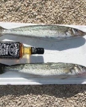 Fishing