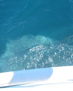 exmouth wale shark