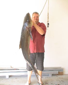 cobia