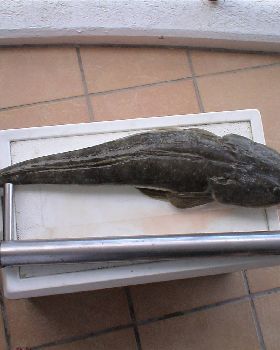flathead