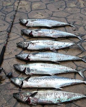 Fishing