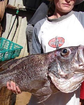 first ever dhuiefish