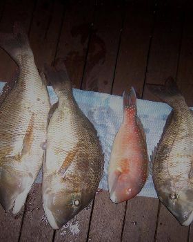 fishnbundy.com