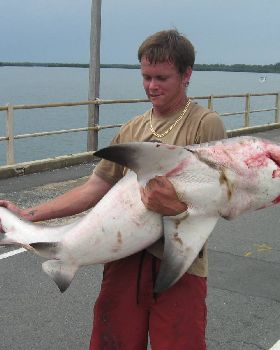 pine river bull shaark