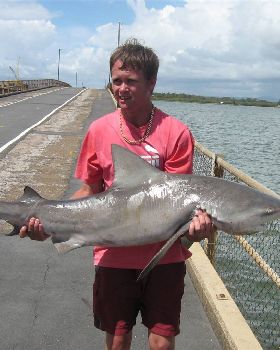 pine river bull shaark