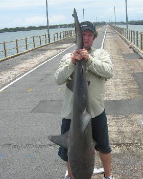 pine river bull shaark