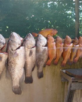 good days fishing off bunbury