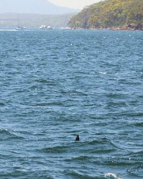 Pack of hammerheads in Lake Macquarie