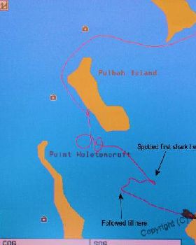 Pack of hammerheads in Lake Macquarie