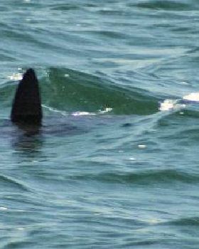 Pack of hammerheads in Lake Macquarie