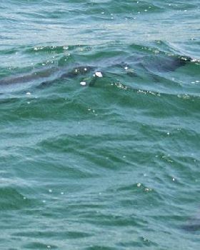 Pack of hammerheads in Lake Macquarie