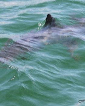Hammerheads in the lake