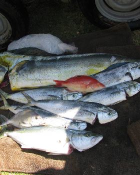 Fishing