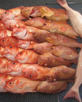 Fishing