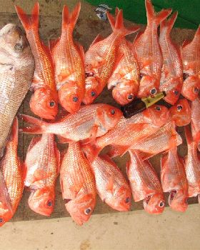 fish for my freezer