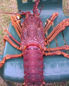 Crayfishing at Granville