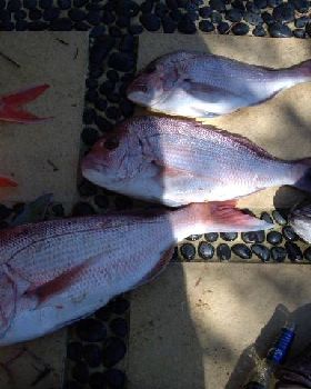 On the bite