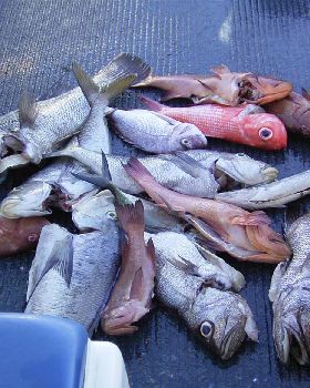 A good days fishing for all on board Feb 2004