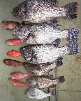 One Dhu each to take home