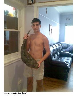 4.5kg Dusky Flat head