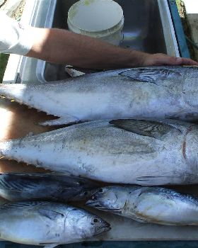 still catching fish
